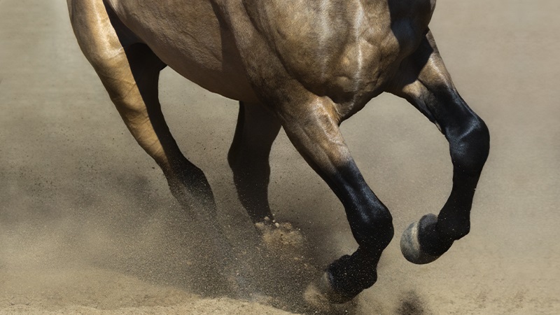 Arthrose Pferd Therapie