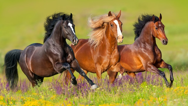 kalmeren Mortal Goedaardig Omega olie voor paarden | Pavo