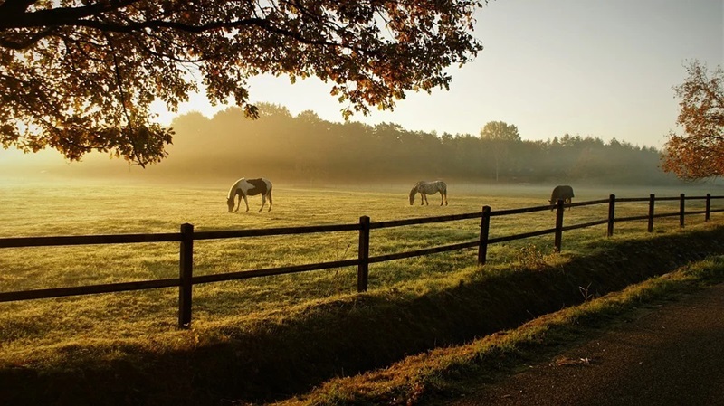 Was du über Fruktan im Gras für Pferde wissen solltest | Pavo