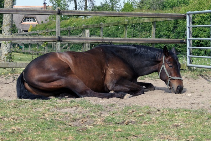 tiener zand borst Koliek bij paarden behandelen | Pavo geeft advies | Pavo