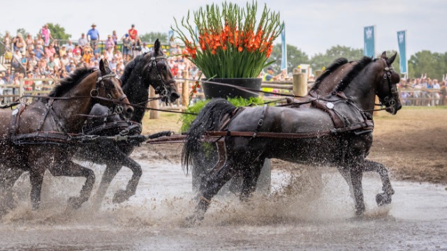 In the feed trough of Hugo | Pavo