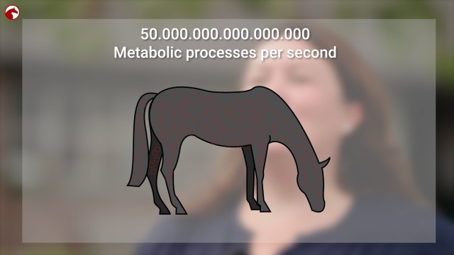 Metabolism intelligence overview