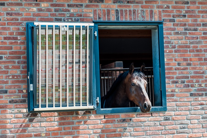 Spaans Kaarsen Uitgang Paard verhuizen | Pavo geeft advies | Pavo