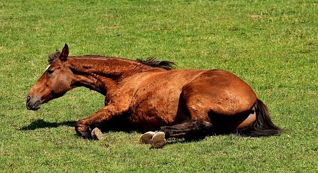 Leichte Kolik Pferd Symptome