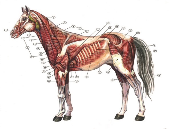 Muskelaufbau Pferd Hinterhand