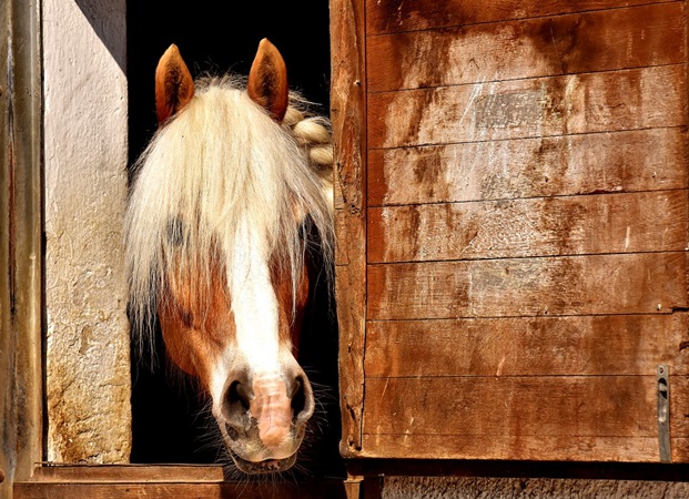 Barbermaskine opnå hovedpine Hvad kan det skyldes, når hesten æder træ-hesteboksen? | Pavo