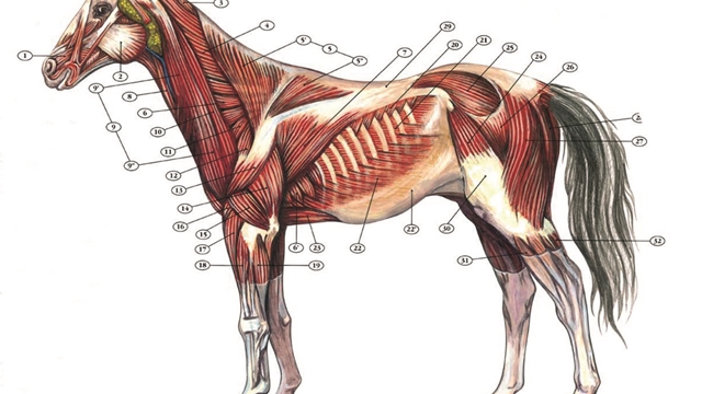 Anatomie Pferd Muskeln Deutsch Die Muskeln der Pferde: der Aufbau einer optimalen Bemuskelung | Pavo